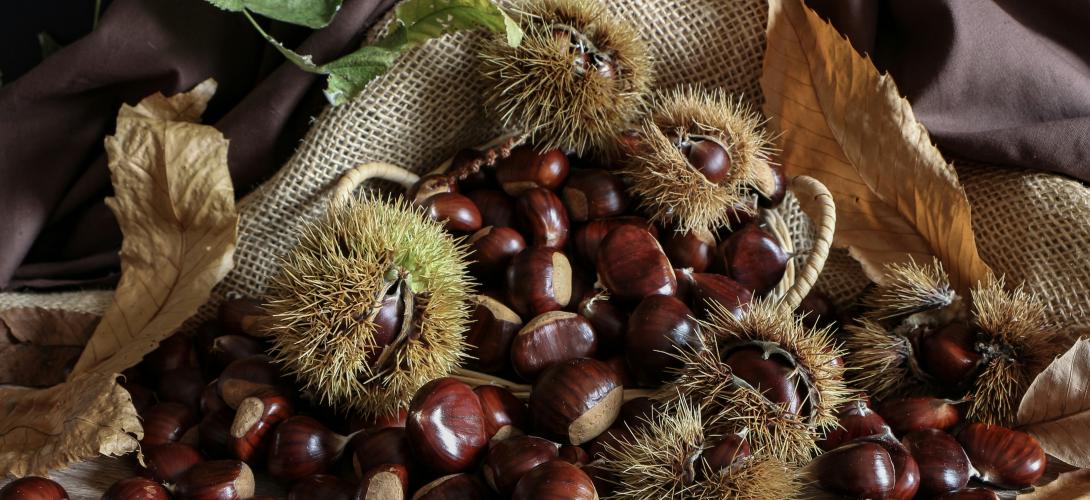 Ein Berg von Kastanien, teilweise noch mit Schale liegen auf einem Stück Jute-Sack.